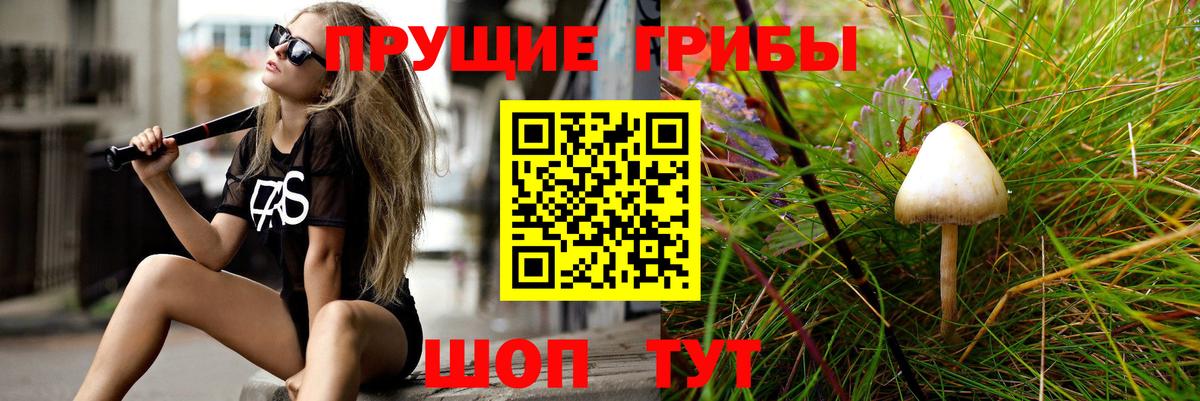 Тара  Галлюциногенные грибы Cubensis  Вход с VPN 